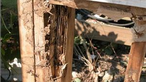 Termite Damage 2