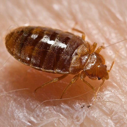 Bed_bug,_Cimex_lectularius