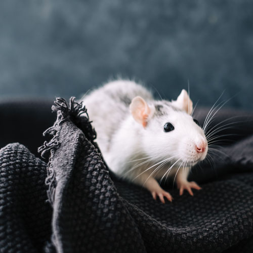 rat-sniffs-the-area-on-2024-12-02-16-09-25-utc