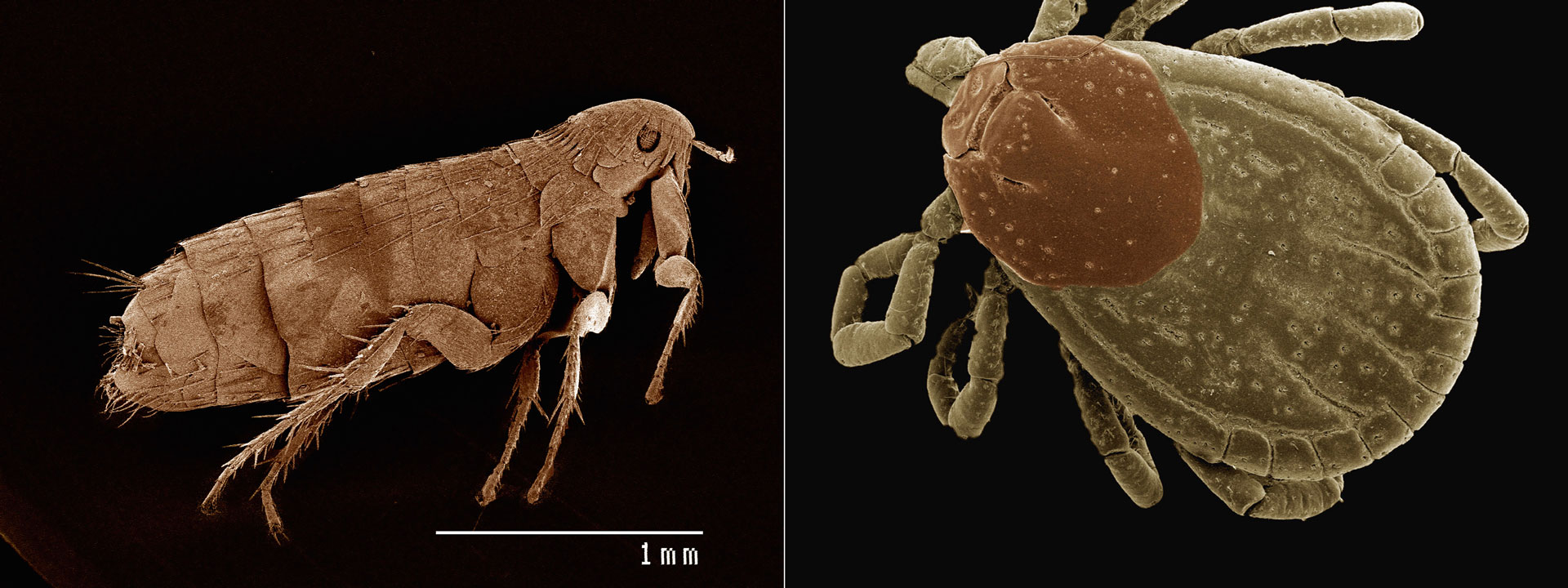 Fleas-Ticks