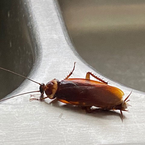 roaches